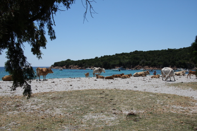 132 Cala Fornello-berall Kuhfladen