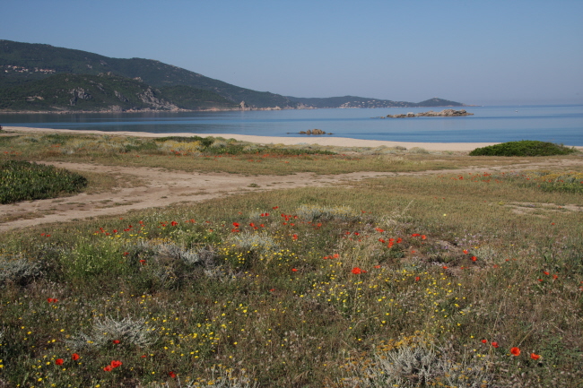 136 Plage de Capu Laurosu