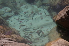 155 allerlei getummel in den Felsspalten