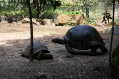 160 mchtig groe Schildkrten