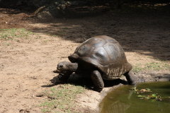 161 auf der Schildkrtenfarm