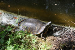 163 auch Wasserschildkrten sind zu sehen