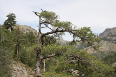 27 Baumgrenze erreicht