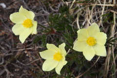 7 Alpenblumen