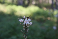 85 Blumen der korsischen Bergwelt