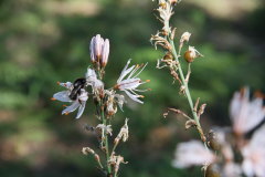 86 schne Blte mit Hummel