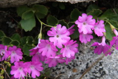 8 Alpenblumen