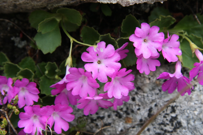 8 Alpenblumen
