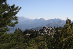 91 Kiefern und viel Kleinvegetation