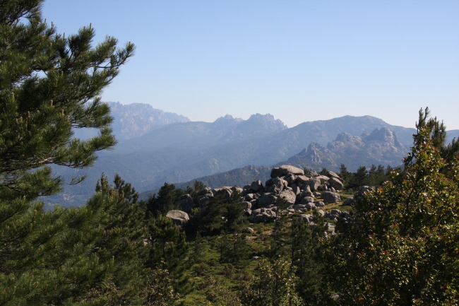 91 Kiefern und viel Kleinvegetation