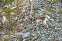 106 Rentiere am Nordkinnvegen
