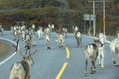 108 Rv 888 - Nordkinnvegen, unser Geleitschutz