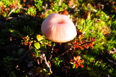128 Pilze in Hlle und Flle