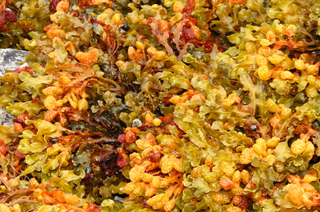 12 Algen - Lebensraum fr Schnecken
