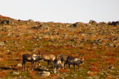 166 Rentiere oberhalb des Eidsfjorden