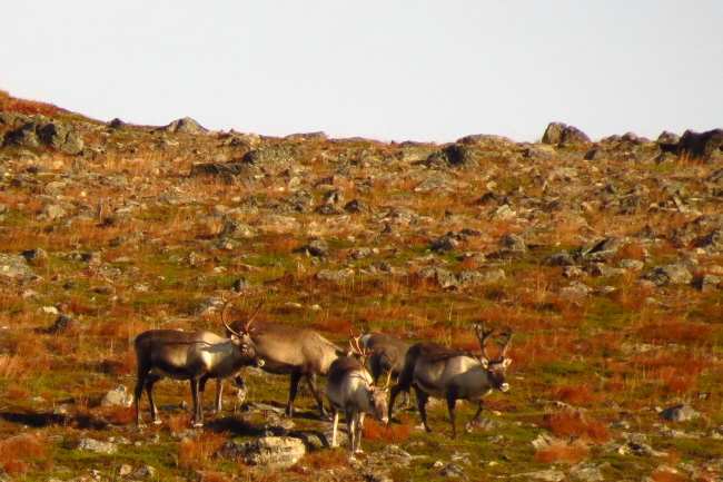 166 Rentiere oberhalb des Eidsfjorden