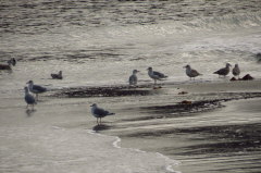 201 Mven am Strand