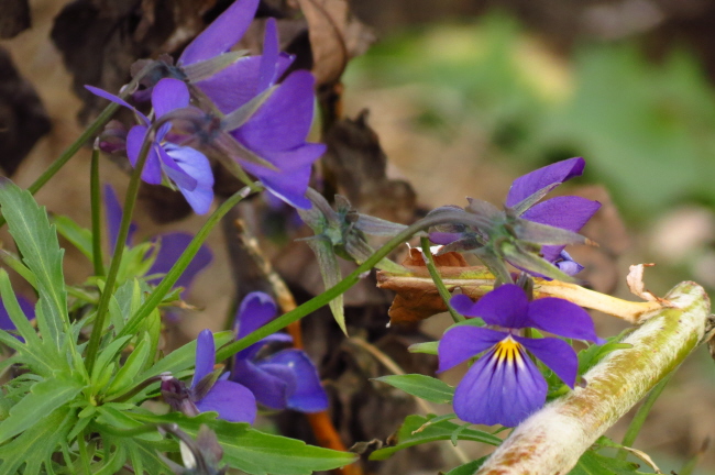 206 wildes Stiefmtterchen