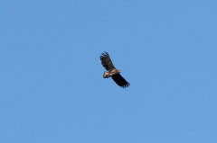215 Seeadler