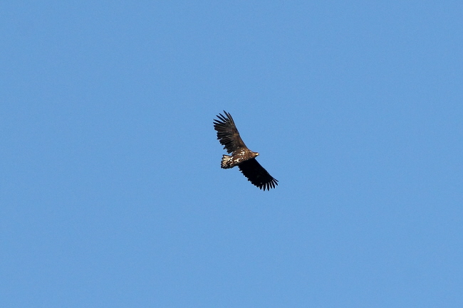 215 Seeadler