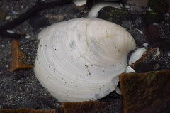 228 groe Muschel