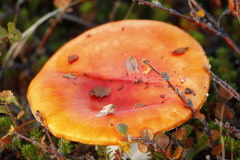 23 leuchtend rot und giftig