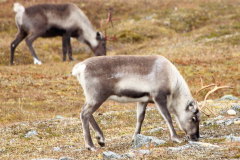 242 Rentiere auf dem Ifjordfjell