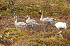 245 Singschwne - Brselvfjell