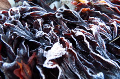 38 vom Frost erstarrt
