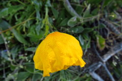 40 EuropischeTrollblume