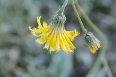 42 erster Nachtfrost verzaubert die Blumen am Strand