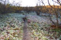 47 Roddenes Naturreservat