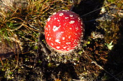 79 Fliegenpilz