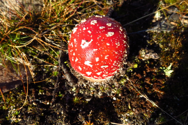 79 Fliegenpilz