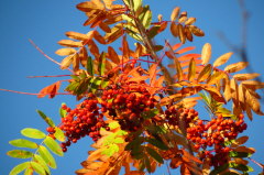 87 Herbstleuchten