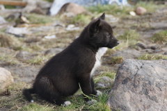 27 vor jedem Haus sitzen die Huskys