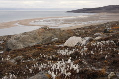 40 Wollgras