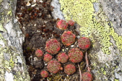 13 Berg-Hauswurz, Sempervivum-montanum