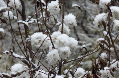 140 die ersten Winterboten