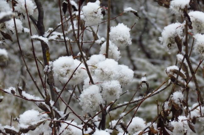 140 die ersten Winterboten