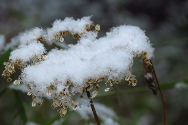 145 Schnee auf den Bl�ten -