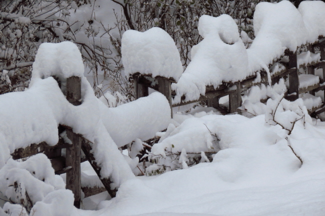 148 der Zaun trgt dicke Schneehauben