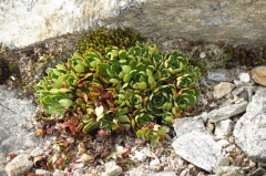 15 Wulfen-Hauswurz, Sempervivum wulfenii
