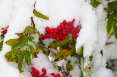 161 Vogelbeeren im Schnee