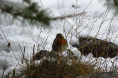 162 Rothkelchen