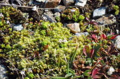 18 Alpen-Fetthenne, Sedum alpestre
