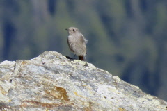 32 Hausrotschwanz, Phoenicurus ochruros