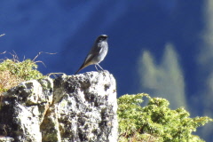 33 Hausrotschwanz, Phoenicurus ochruros