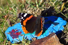 39 Admiral, Vanessa atalanta