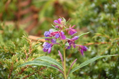 3 Schmalblttriges Weidenrschen, Epilobium angustifolium